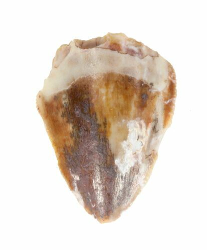 Triassic Phytosaur (Redondasaurus) Tooth - Arizona #62390